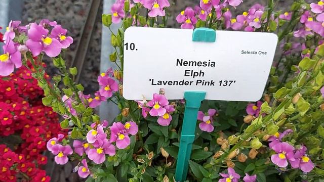 НЕМЕЗИЯ # 17 разновидностей ( названия) # Nemesia # 17 Namen...