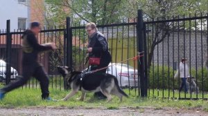 ВЕО Легендарный Разведчик Надежный Друг