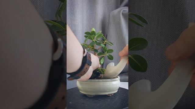 [БОНСАЙ] Фікус Мікрокарпа. Пересадка [Repotting Ficus Microcarpa Green Island fig Bonsai Tree]