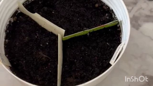 Цикламен из семян. 1часть Как долго ждать всходов цикламена #цикламен #цикламенизсемян# смотреть онлайн