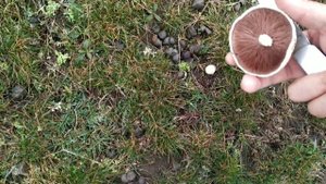 Какие ГРИБЫ растут в степном КРЫМУ?Как выглядят СТЕПНЫЕ дикие ГРИБЫ?БЕЛОБОЧКА//ШАМПИНЬОНЫ.