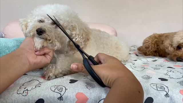 HOW TO REMOVE TEAR STAINING ON MY TOY POODLE DOGS- Tear Stain Problems | The Poodle Mom смотреть онлайн