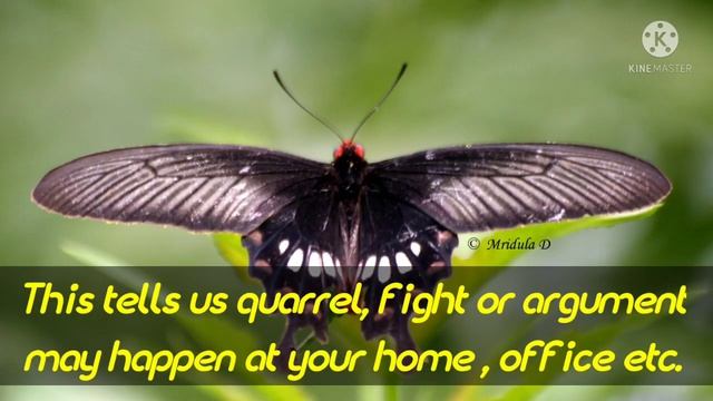 Spiritual meaning of Black Butterfly ? (हिंदी) ( English subtitles)