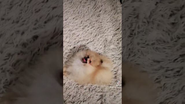 Рыжий хомячок смотреть онлайн