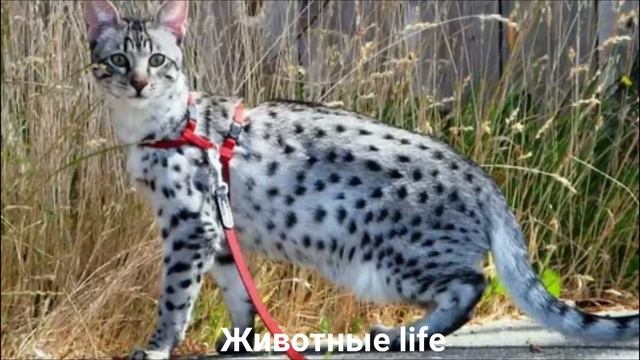 АШЕРА?/Животные life/Кошки/Животные/Интересные факты смотреть онлайн