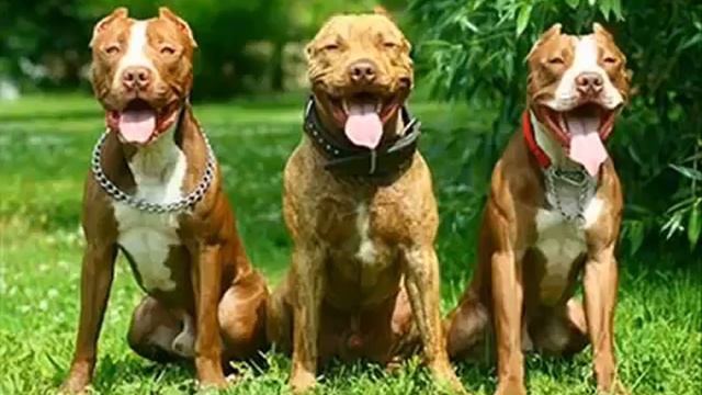 Питбуль собака смотреть онлайн