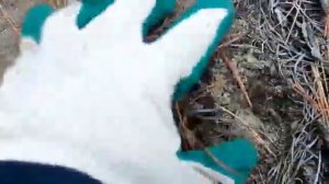 В лесу? ПОЛНО грибов. уже ЦЕЛОЕ ВИДРО. Одни ЗЕЛЕНУШКИ И БЕЛЫЕ С РЯДОВКАМИ ?✌??