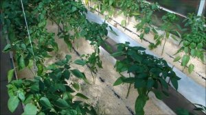 Перцы и свежие опилки.