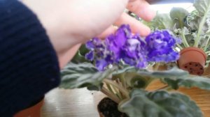 Кухня Фиалки и все о интересных сортах фиалок.