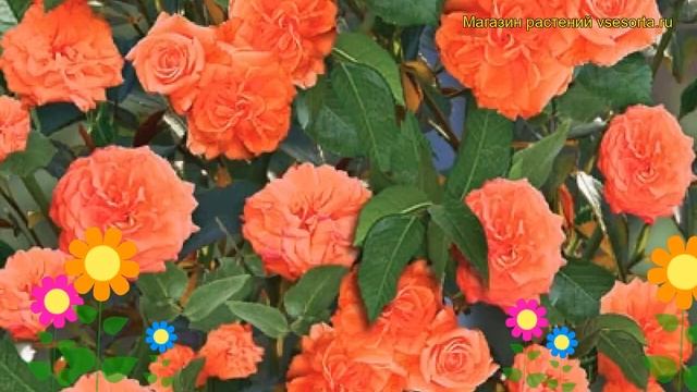 Роза плетистая Оранж дон. Краткий обзор, описание характеристик, где купить саженцы смотреть онлайн