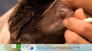 Как почистить кошке уши
