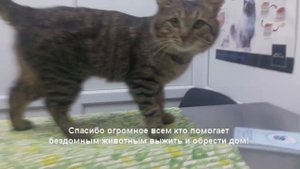 Поездка деревенского котика Дорожника в ветклинику г.Пермь