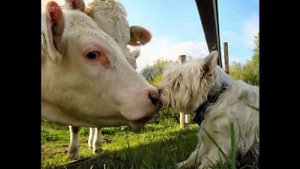 Леонид Утесов Эдит Утесова Му   Му 4