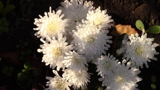 ОСЕНЬ ХРИЗАНТЕМЫ И ДРУГИЕ РАСТЕНИЯ В САДУ МОЛДОВА смотреть онлайн