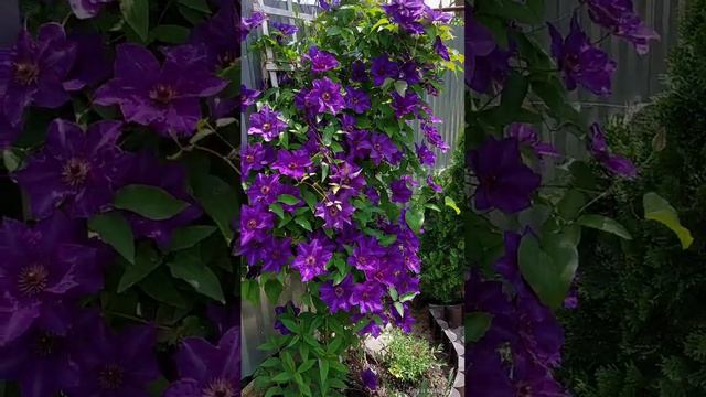 Волшебное цветение моих клематисов в саду. смотреть онлайн