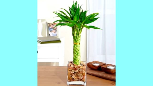 Вот какими комнатными растениями стоит обзавестись, чтобы наполнить дом хорошей энергетикой смотреть онлайн