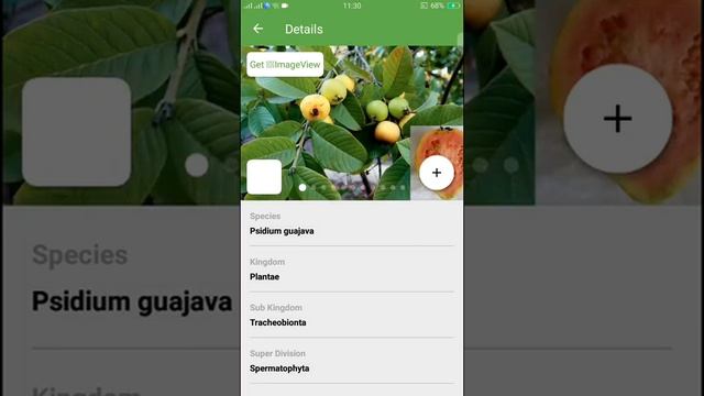 PlantSnap identifies a Guava (Psidium guajava)