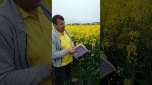 озимый рапс фаза цветения- начало образования стручков