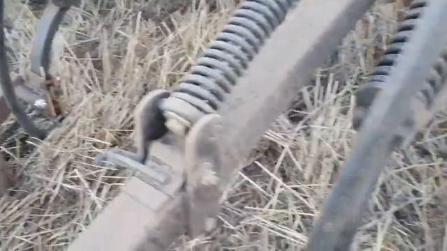 Выращивание оз.рапса. No-till 14.08.2019. Посев смотреть онлайн