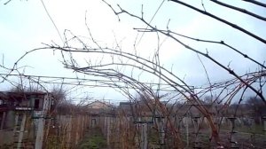 Модернизация двух плоскостной шпалеры винограда.