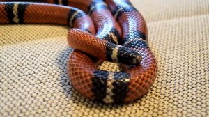 Молочная синалойская змея (взрослая)