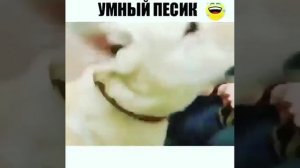 Умный песик.mp4