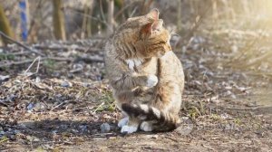 Cat Health Preventing and Managing Urinary Tract Issues - Vet Explain