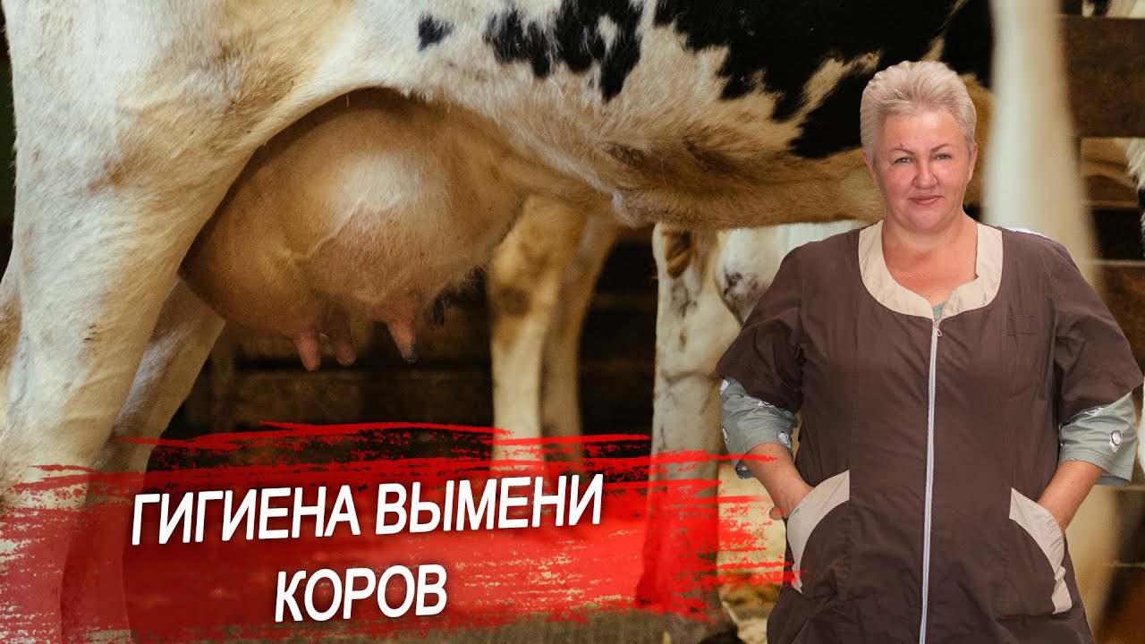 Вымя после дойки. Гигиена вымени коров до и после доения.