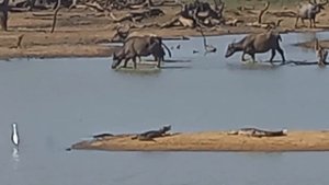 Национальный парк Яла, Шри-Ланка. Сафари на джипах.