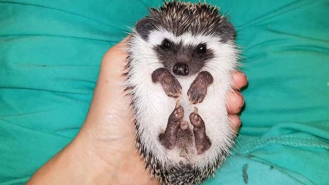 Малыш само спокойствие. Милота смотреть онлайн