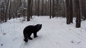 Luna The Pantera's Christmas Adventure