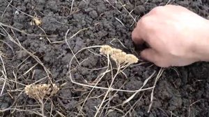 Орех маньчжурский.От ореха до сеянца.