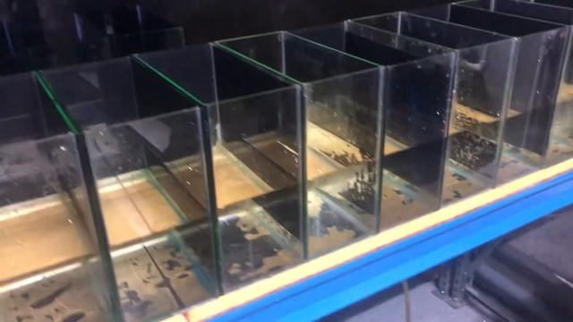 Кормление аквариумных рыб. Артемия декапсулят от barrom, итоги очередных нерестов на ферме смотреть онлайн