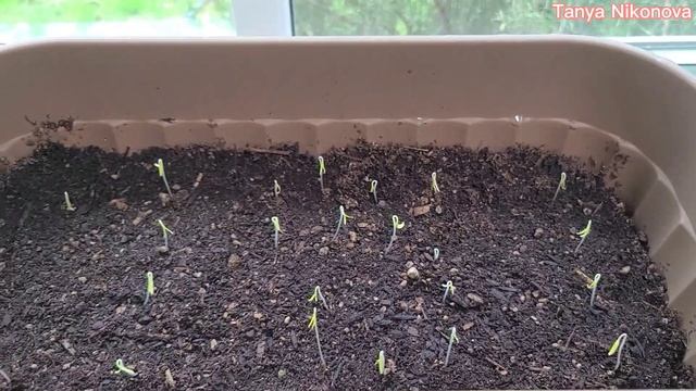 Томаты взошли но листочки у них жёлтые. Это так и должно быть или стоит начать волноваться? смотреть онлайн