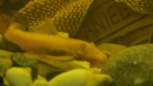 АНЦИСТРУС — СОМИК ПОМОЩНИК, аквариумные сомики. Сомик прилипала