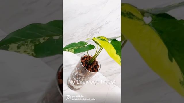 Plant repot into no drainage🪴 | Syngonium Aurea Rare House Plants