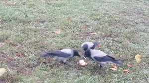 Молодые вороны завтракают \ Young crows are having breakfast