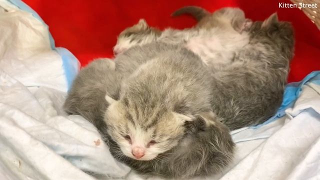 How newborn kittens sleep. Cute video / 8 days after birth смотреть онлайн