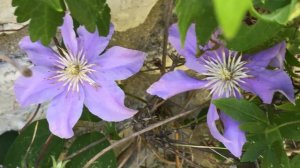 Clématite Clematis viticella 'Justa' La discrétion est un art.