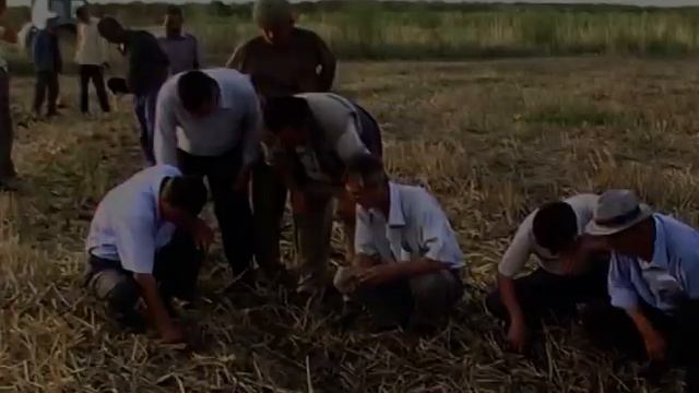 Изумрудные леса в сердце пустыни смотреть онлайн