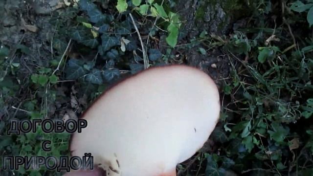 ПЕЧЁНОЧНИК жаренный в кляре.НАХОДКА + Готовка.