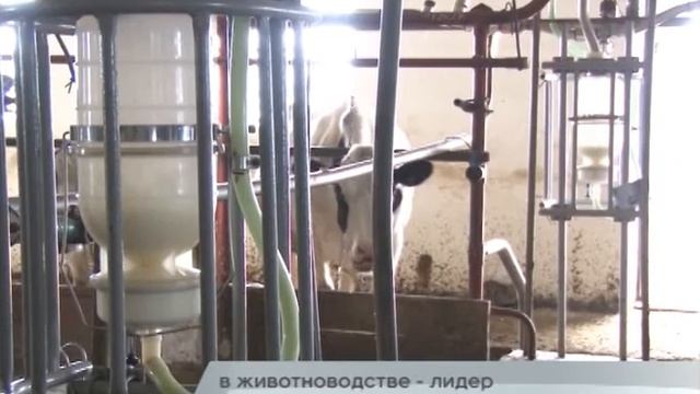 26-10-15 - Современные фермы ФГУП "Кореновское" смотреть онлайн