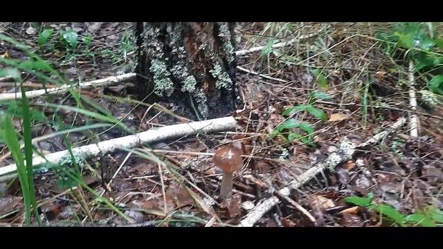 По Грибы в Июне! Какие грибы можно найти в лесах Беларуси. Первые Боровики!!! Тихая охота 2023 смотреть онлайн