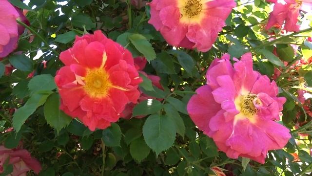 Rosa ´Bajazzo´ смотреть онлайн