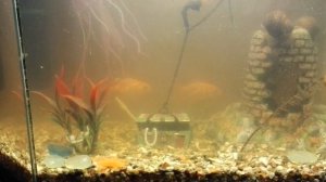 Загубили воду в аквариуме и появившаяся икра ампулярий