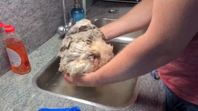 Щенок шпица моется в домашней раковине в первый раз. Опыт маленькой Оли смотреть онлайн