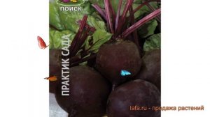 Свекла столовый Мулатка (mulatka) ? столовый свекла Мулатка обзор: как сажать, семена свеклы Мулатк