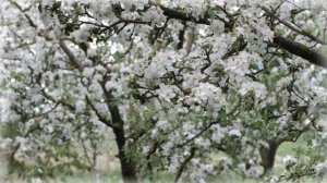 Trees in flowers - Деревья в цветах