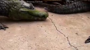 Tahu Gak Perbedaan Antara Buaya, Aligator, Caiman & Gavial?