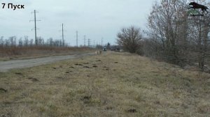 ХОРТАЯ БОРЗАЯ, МЕТИСЫ ХОРТОЙ БОРЗОЙ, РУССКАЯ ПСОВАЯ БОРЗАЯ И ШВЕЙЦАРСКАЯ ОВЧАРКА. КУРСИНГ 23.02.23г